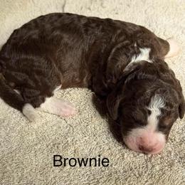 Brownie - Tri-color female Bernedoodle puppy in Royse City, Texas from Platinum Bernedoodles of Texas