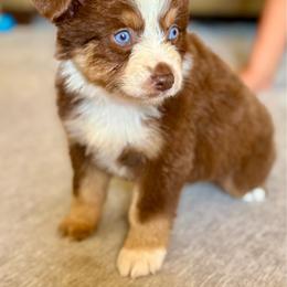 Red tri female - Red tri female Miniature Australian Shepherd puppy in Lemon Cove, California from Magic Ranch Mini Aussies