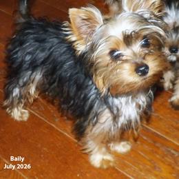 Bailey - Blue and gold male Yorkshire Terrier puppy in Baraga, Michigan from Ojibwa Yorkies