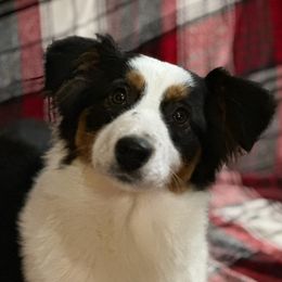 Sarabi - Miniature American Shepherd