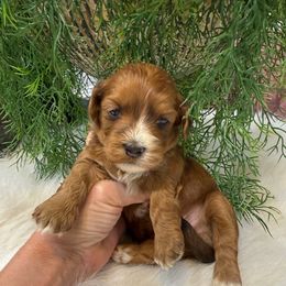 Comet - Gold sable male Havanese puppy in Bowling Green, Kentucky from Denise Clark