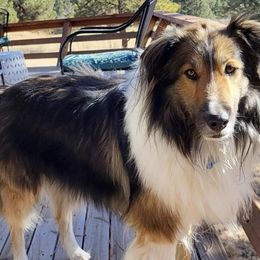 Collies, Old Time Scotch Collies, and Scottish Collies from Bonnie Brae Collies