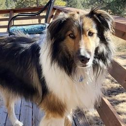Collies, Old Time Scotch Collies, and Scottish Collies from Bonnie Brae Collies