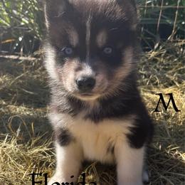 Eevies black male - Black and white male Siberian Husky puppy in Trinity, Florida from Florida Husky Den