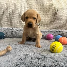 Blue Collar Male - Yellow male Labrador Retriever puppy in Hurtsboro, Alabama from PARK’s Family Farm