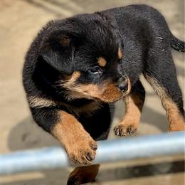Purple girl - Black and mahogany female Rottweiler puppy in Cartersville, Virginia from Vom Heldenhaft Rottweilers