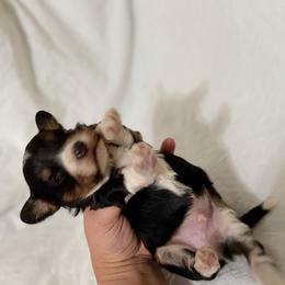 JJ - Tri-color male Bernedoodle puppy in Warrensburg, Missouri from Dreamer Ridge Puppies