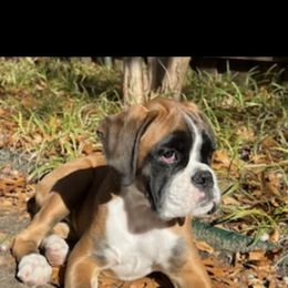 Boxer and Shih Tzu Puppies from L&L European Boxers and Shih Tzus