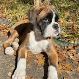 Boxer and Shih Tzu Puppies from L&L European Boxers and Shih Tzus