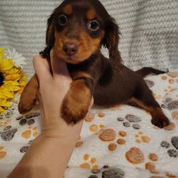 Orianna - Chocolate and tan female Dachshund puppy in Hudson, Michigan from Mittentail Kennel Miniature Dachshunds & Australian Shepherds