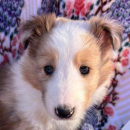 Shaggy - Sable merle and white male Shetland Sheepdog puppy in Kerville, Texas from Cedar Hill Kennels