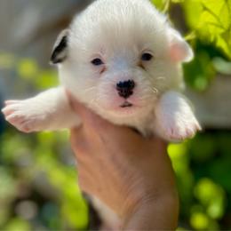 Male 2 - Black and tan male Pembroke Welsh Corgi puppy in Hueytown, Alabama from AAA Corgis