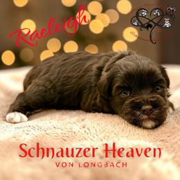 Raeleigh - Liver female Miniature Schnauzer puppy in Pelzer, South Carolina from Schnauzer Heaven Von Longbach
