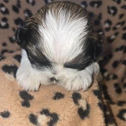 Evie AKC - Black gold and white female Shih Tzu puppy in Henry, Virginia from Hardradas Dynasty Kennel