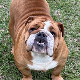 Poppy - Bulldog
