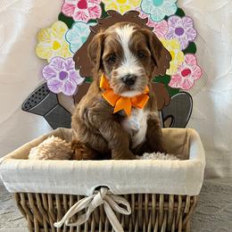 Sand - Orange Collar Male - Red  male Goldendoodle puppy in Bradenton, Florida from Suncoast Goldendoodles