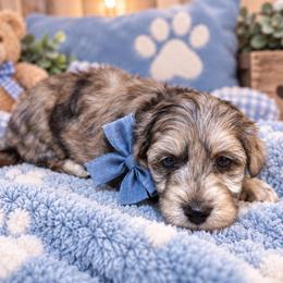 Male 2 - Silver brindle male Havapoo puppy in Medina, Ohio from Momma's Minis
