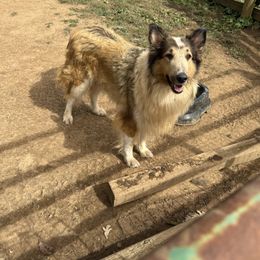 Collie puppies from KLW Farm