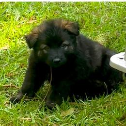 Girl 2 - Sable female German Shepherd puppy in Hattiesburg, Mississippi from Weizen German Shepherds