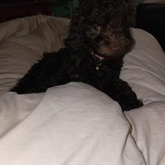 Double Doodle Puppies from Doodle-4-Dayz