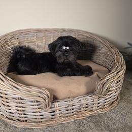 Ben AKC Exceptional Pedigree - Brindle male Shih Tzu puppy in Kings Mountain, North Carolina from Britany's Shih Tzus