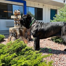 Sheeba - Neapolitan Mastiff