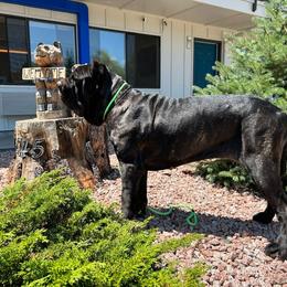 Sheeba - Neapolitan Mastiff