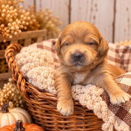 Grits - Red  male Goldendoodle puppy in Atwood, Oklahoma from Luxe Doodle Haven