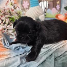 Sophie - Black female Shih Tzu puppy in Green Bay, Wisconsin from Kim's Shih Tzus
