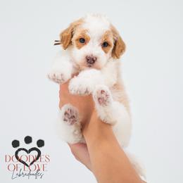 Mister Brown - Parti male Labradoodle puppy in Travelers Rest, South Carolina from Doodles of Love Labradoodles