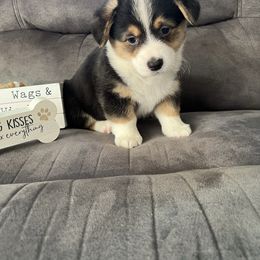 Luna - Black and tan female Pembroke Welsh Corgi puppy in Stuart, Iowa from Johnson Family Corgis and more