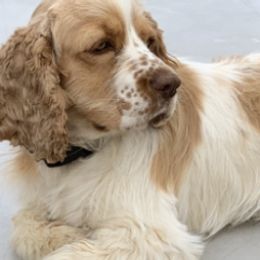 Cocker Spaniels from Sandra Clark's Cocker Spaniels