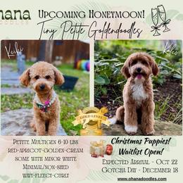 Goldendoodle puppies from Ohana Doodles