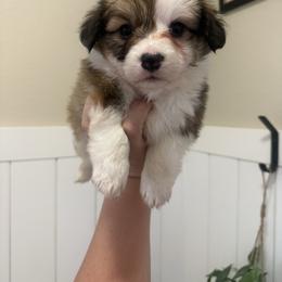 Rumi- AKC fluffy female - White and red female Pembroke Welsh Corgi puppy in Red Bluff, California from Wilder Ranch Corgis