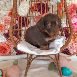 Dachshund Puppies from Mill Creek Dachshunds