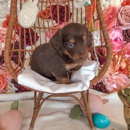 Dachshund Puppies from Mill Creek Dachshunds