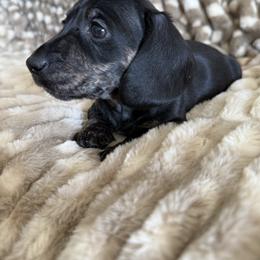 Male 2 - Black and cream male Dachshund puppy in El Campo, Texas from Creamer Creek Kennel