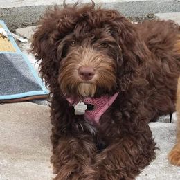 Aussiedoodles from Independence Aussiedoodles