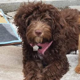 Aussiedoodles from Independence Aussiedoodles
