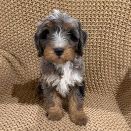 Boy 3 - Blue merle male Bernedoodle puppy in Churchill County Fallon, Nevada from Card Family Ranch