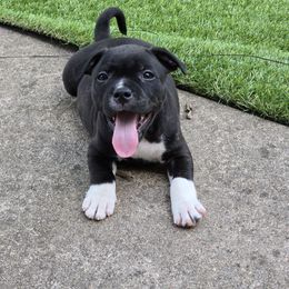 Orange boy - Brindle male Staffordshire Bull Terrier puppy in Georgetown, Texas from Bruhaus Kennels