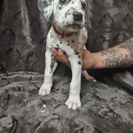 Mario - White and black Dalmatian puppy in Champion, Ohio from Hites Family Dalmatians