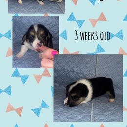 Bowser - Black and tan male Pembroke Welsh Corgi puppy in Dickinson, Texas from Careaga Farms