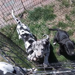 Great Dane Puppies from Waldhaus
