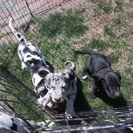 Great Dane Puppies from Waldhaus