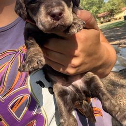 Brown Phantom 1,605 AKC Standard Poodle - Phantom male Poodle puppy in Conway, Arkansas from Arkansas River Poodles