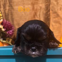 Lil Boo - Black and tan male Cavalier King Charles Spaniel puppy in Broken Arrow, Oklahoma from Cavalier King Charles Heartland