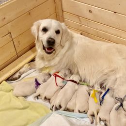 Golden Retriever and Jack Russell Terrier Puppies from Shelby Burleson's Golden Retrievers and Jack Russell Terriers