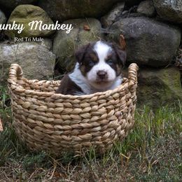 Chunky Monkey - Red tri-color male Australian Shepherd puppy in Bristol, New Hampshire from NewFound Lake Aussies