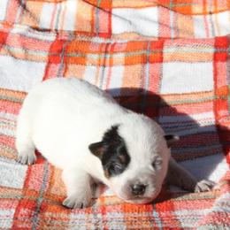 Aspen - Yellow - Blue female Australian Cattle Dog puppy in Colbert, Oklahoma from LoveAHeeler